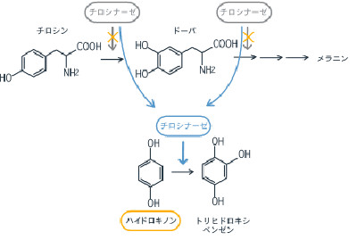 ハイドロキノンの構造図