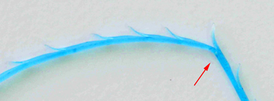 開院時輸入したロシアの糸